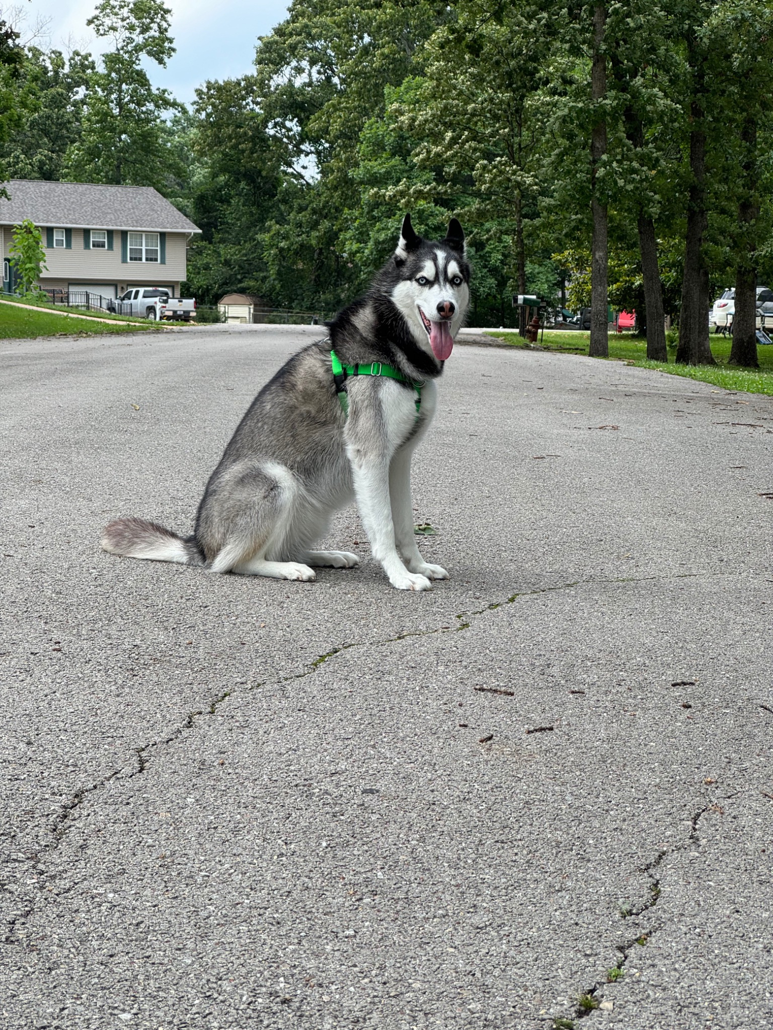 The Patmos Post Dispatch PR Representative, a black-and-white husky sitting outdoors in a green harness.
